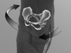 El uso de la pelvis